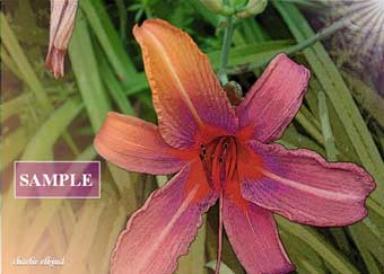 Watching the Flowers Change